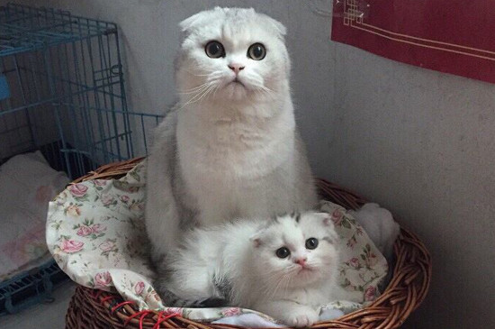 猫临产前流的发黄粘稠