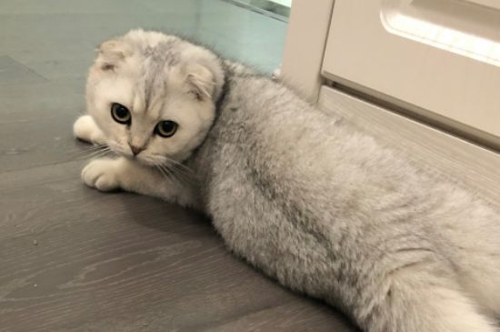 十天小奶猫拉稀怎么办