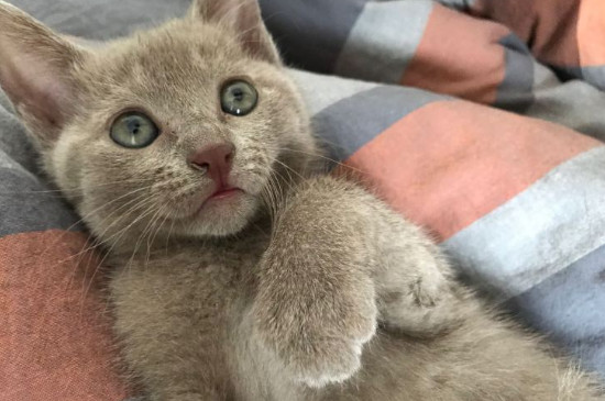 猫咪耳螨怎么治