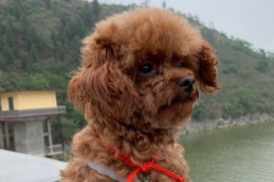 新手养泰迪要注意什么