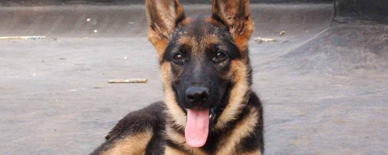 德牧和马犬哪个好