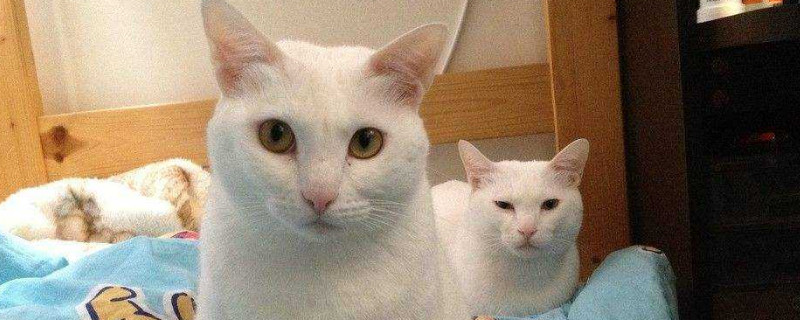 猫的颜色有哪几种