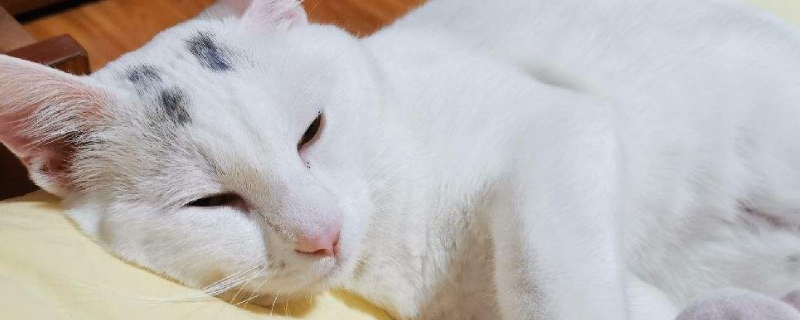 猫在地上打滚磨蹭什么意思