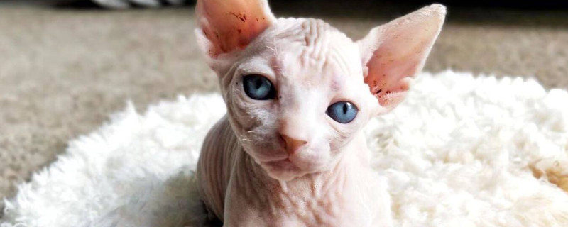斯芬克斯猫长毛了怎么办