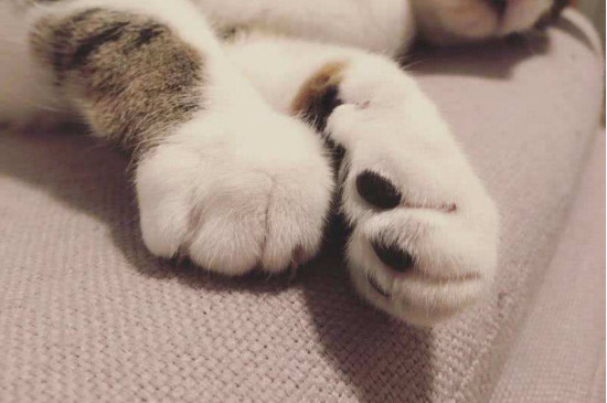 猫的肉垫是黑色的