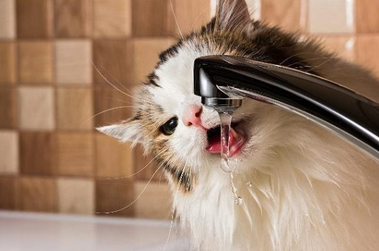 猫咪能喝自来水吗