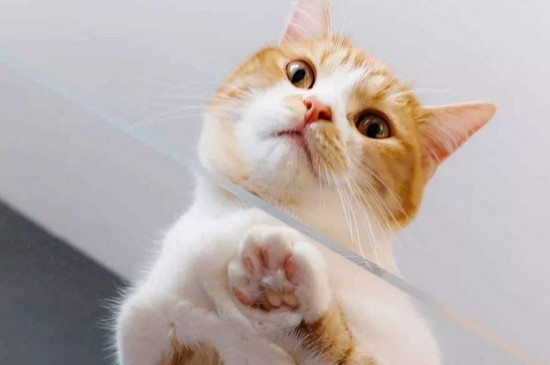猫尿床是因为什么原因