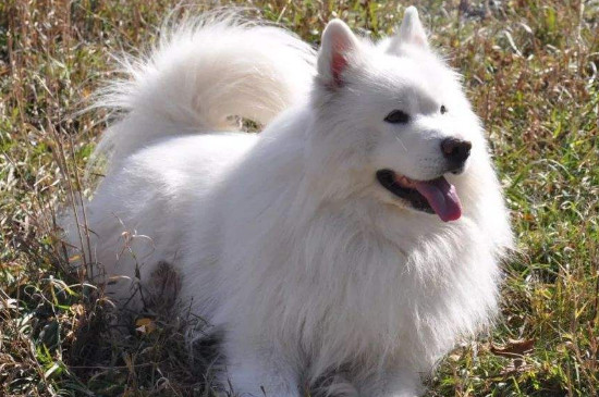 狗伪狂犬病的症状