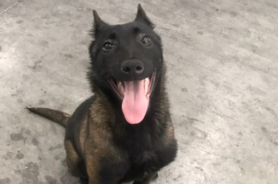 马犬怀孕多久能看出来