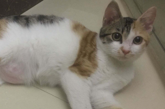 猫几个月生小猫