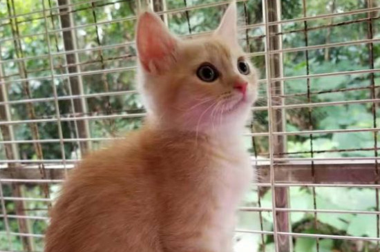 猫洗澡多久一次