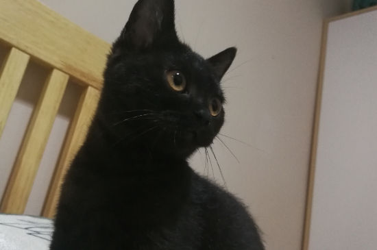 猫咪发情表现