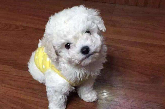 女生为什么不能养比熊
