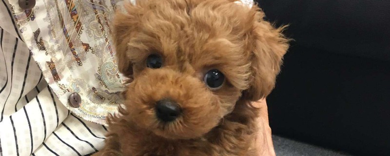 泰迪不能吃什么水果