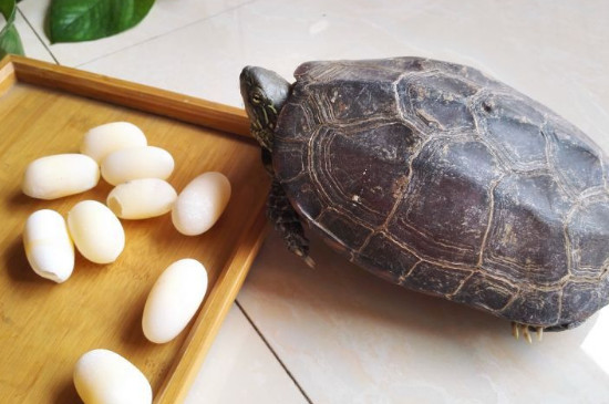 乌龟怎么繁殖