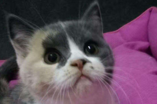 小猫猫瘟临死前身体的反应