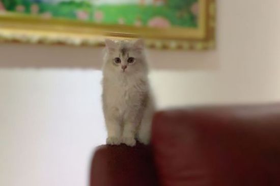 猫咪父女可以生小猫吗
