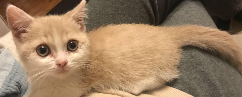 猫呼吸急促腹式呼吸