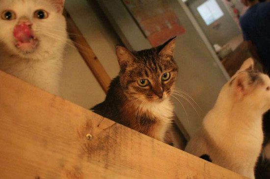 猫咪能吃什么水果