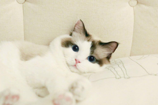 猫能吃馒头吗