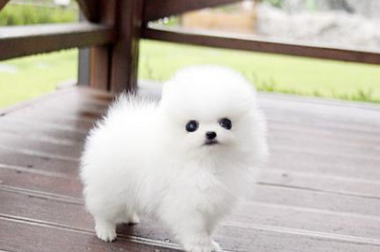 茶杯犬能吃什么