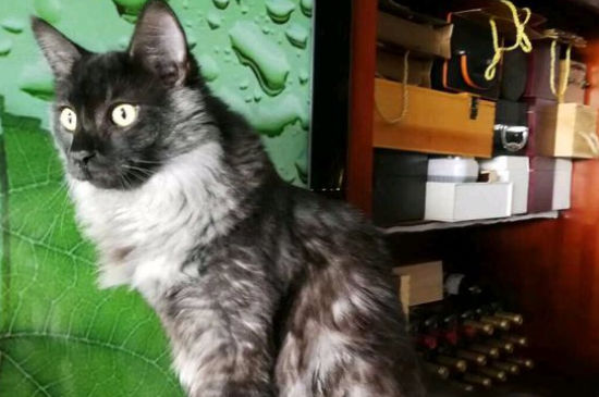 适合家养不掉毛的猫