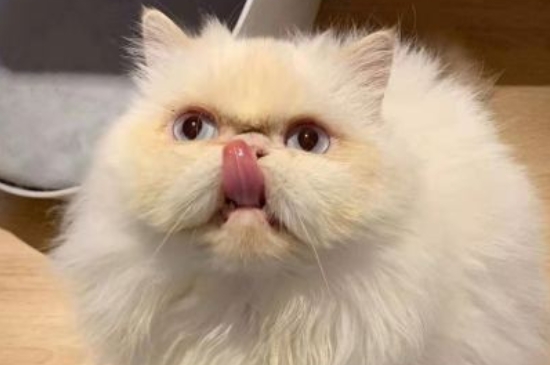 纯种喜马拉雅猫价格，喜马拉雅猫幼崽多少钱一只