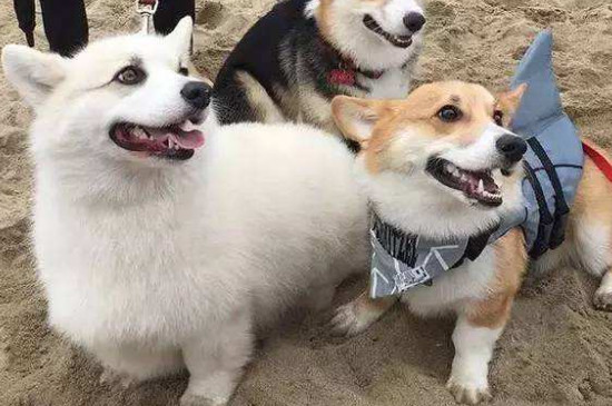 狗狗可以吃蛋糕吗