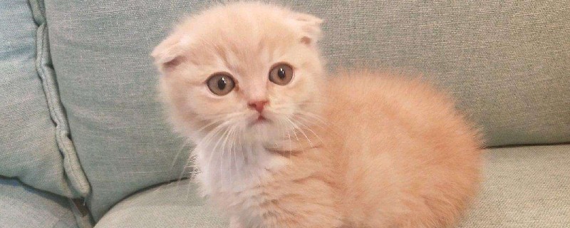 矮脚猫一般多重