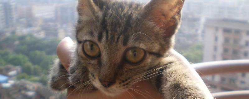 价格在1000以内的猫有哪些，最便宜的宠物猫品种推荐