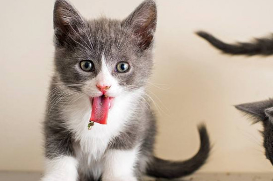 猫薄荷是什么