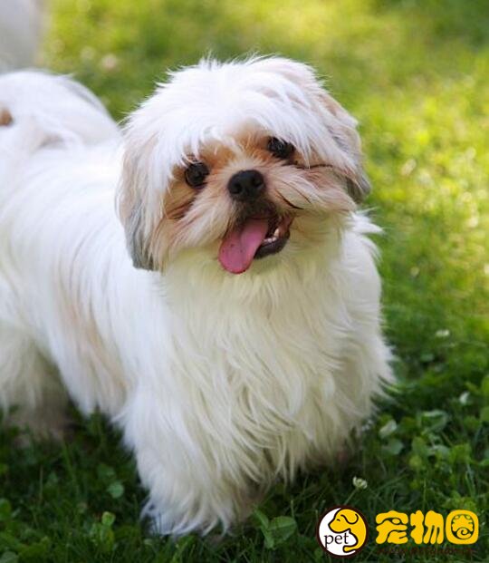 西施犬这种狗聪明吗，怎样给西施狗梳理剪毛