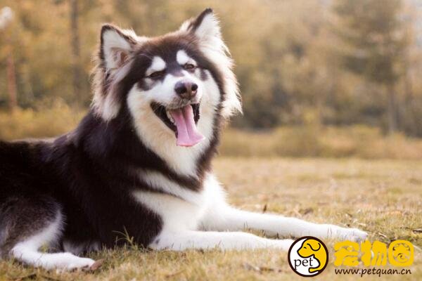 现存雪橇犬有几种，共有7类/其他的都不如三傻出名