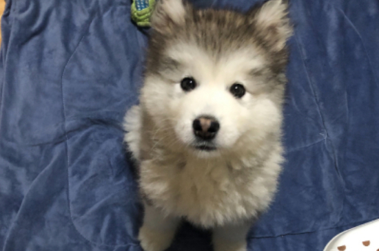 狗狗吃了饭一会就吐