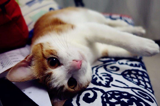女人养猫的好处和坏处，女人养猫为什么不好