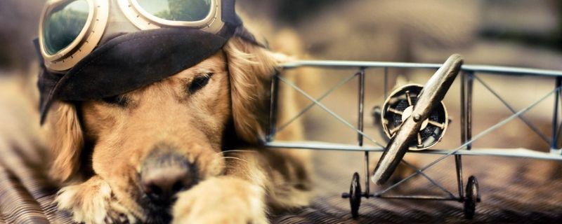 金毛犬可以吃米饭吗