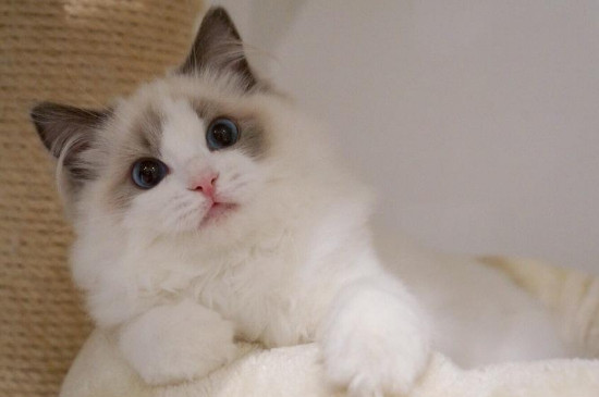 猫尾巴的语言所代表的含义