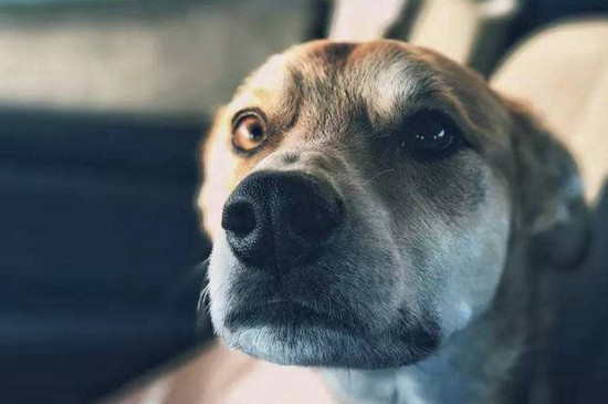 狗狗晕车怎么办