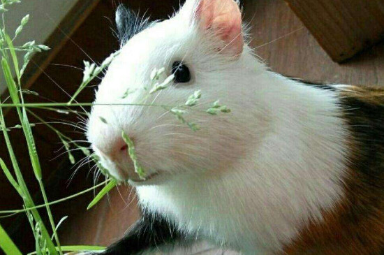 荷兰猪需要打疫苗吗