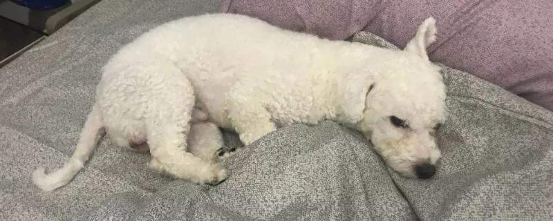 公狗发情怎么办