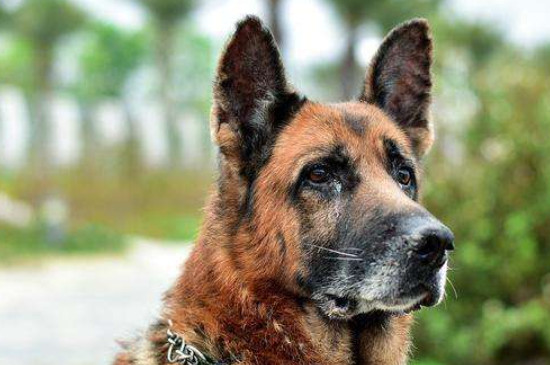 德国牧羊犬能吃什么水果