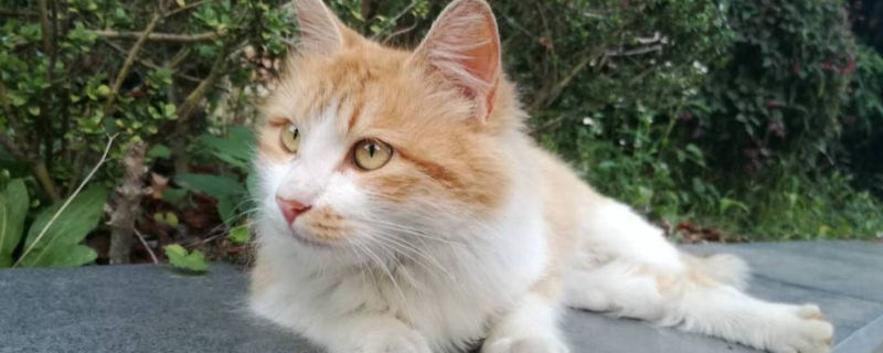 猫突然变得亢奋乱跑