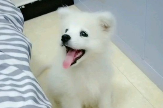 萨摩耶鼻子干怎么回事