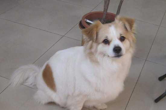 蝴蝶犬优缺点分析