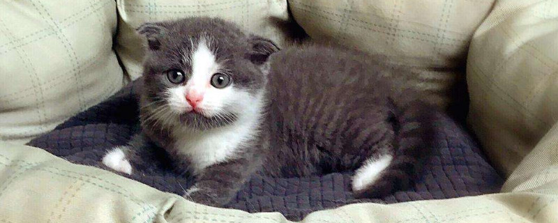 猫得了猫癣怎么办