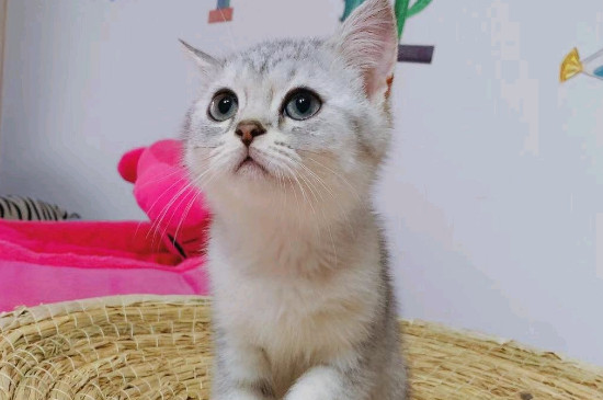 被家猫抓伤轻微出血