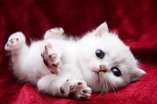 猫咪得了猫癣有什么症状