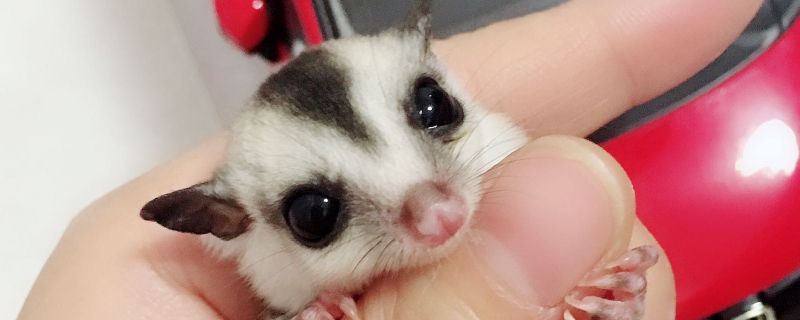 蜜袋鼯一年生几窝