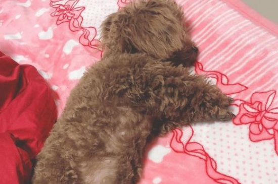 小型泰迪犬能长几斤重