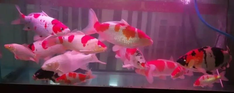如何养锦鲤
